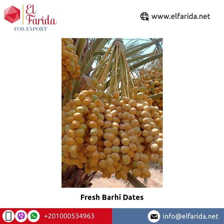 Sweet Delicious Taste Superior Quality 100% Natural Fresh Fruit Barhi Dates/ Fresh Dates Barhi from Egypt Origin Supplier