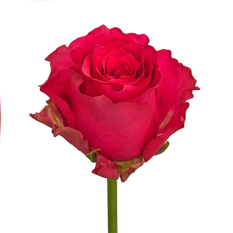 Mothers Day Flowers Kenyan Fresh Cut Rose Dark Pink Cerise Large Headed 62cm Stem Wholesale Retail Fresh Flower Wedding Flowers