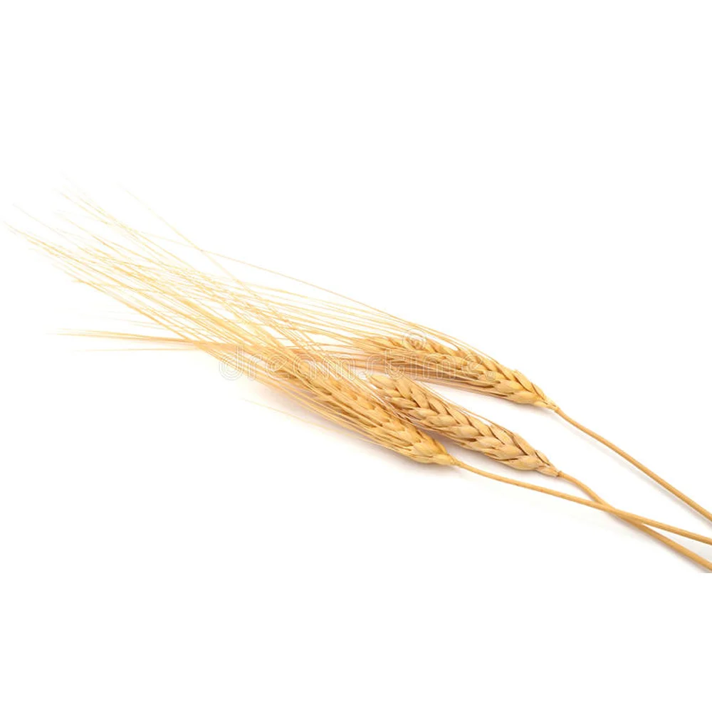 Dried Style Quality Wheat Seeds/ wheat grain for Sales