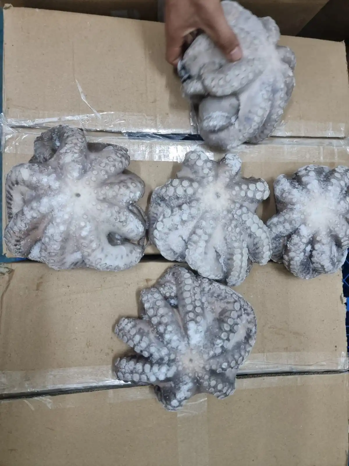 FROZEN FLOWER OCTOPUS GOOD QUALITY INDONESIAN ORIGIN