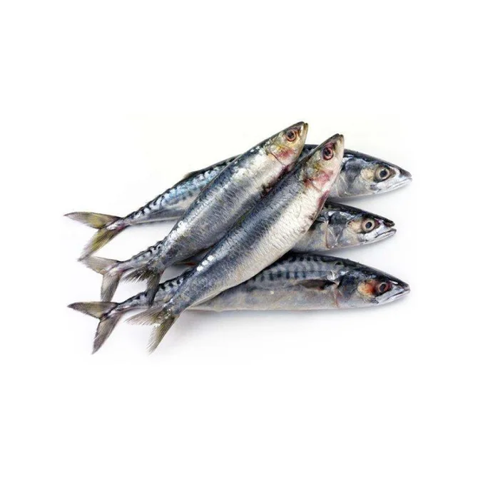 Spanish Pilchard Sardine Fish Available in Bulk / Spanish Sardin Fish 10kg Packaging