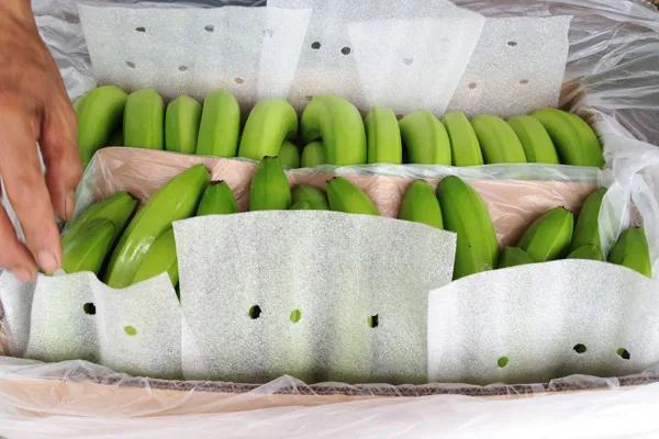 BANANAS from VIET NAM Yellow Green PREMIUM Tropical BANANA Style Cavendish Color Weight Origin Type Certificate Quality Variety