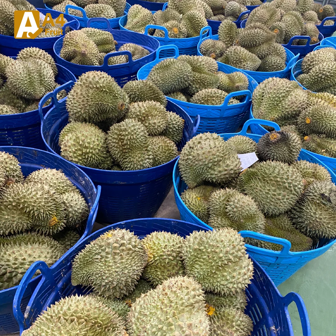 Exclusive premium-grade Monthong durian, available in fresh and frozen varieties, top-quality from Thailand.