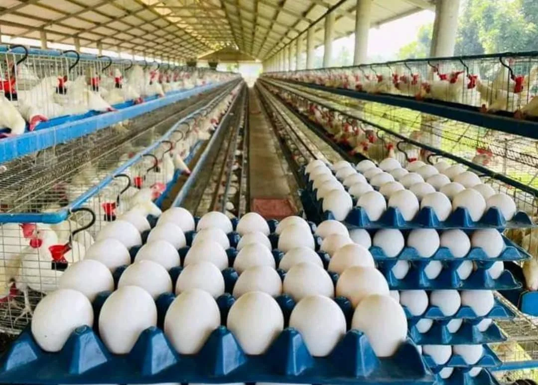 Organic Fresh Chicken Table Eggs & Fertilized Hatching Eggs USA origin for human consumption/Fresh Chicken Table Eggs Brown
