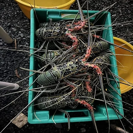 Frozen Lobster Frozen Lobster Tails Fresh Live Lobster