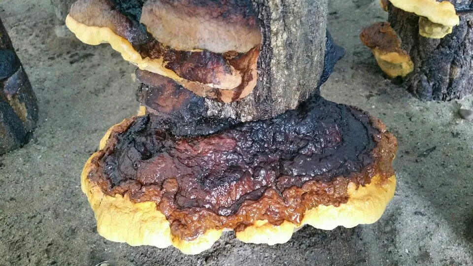 CYSO Korean HACCP Andong Phellinus Linteus Mushroom Herbal Supplements Immunity Support Healthy Food Dried whole mushroom