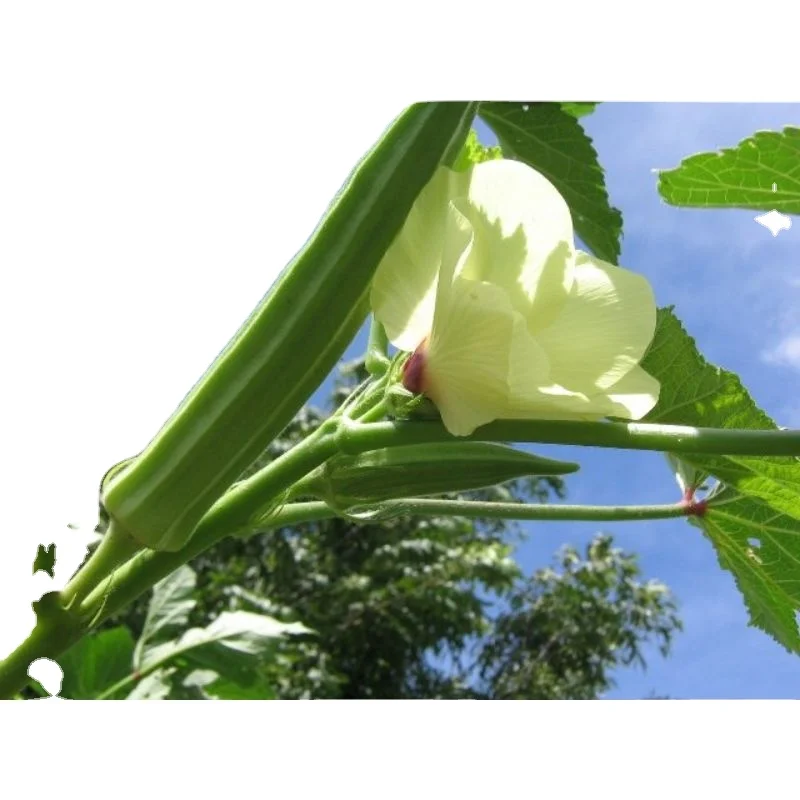 Best Price for Okra Clemson Spineless (Op) Verity for for consumption Okra / Okro exporter