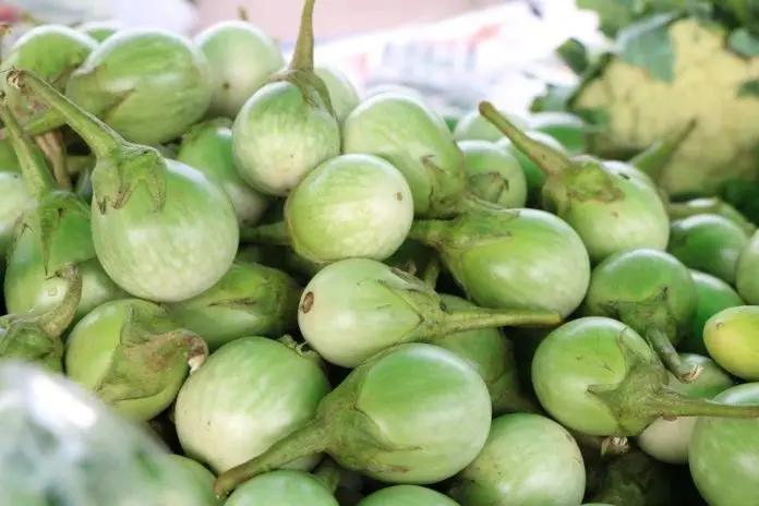 Fresh Round Egg plant From Thailand Fresh Vegetable Ready to export Premium quality Fresh Round Egg plant