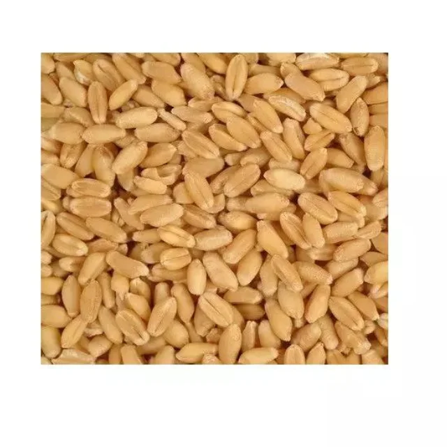 Высококачественная Пшеница для измельчения потребления людей и животных готов к экспорту российское