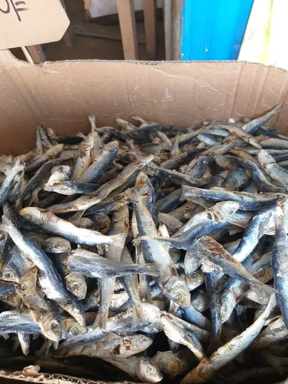 Exporting dried anchovies, raw materials processed from wild-caught sea anchovies