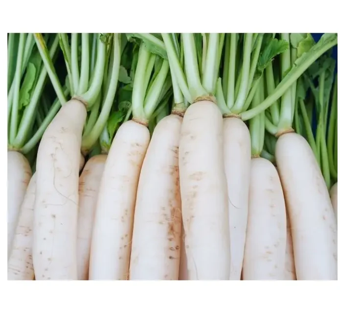 Wholesale Supplier of Natural Quality Fresh Vegetables Radish Bulk Quantity Ready For Export