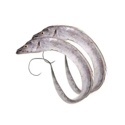 TOP QUALITY FROZEN RIBBON FISH WHOLE FROM PAKISTAN / FROZEN RIBBON FISH EXPORT QUALITY
