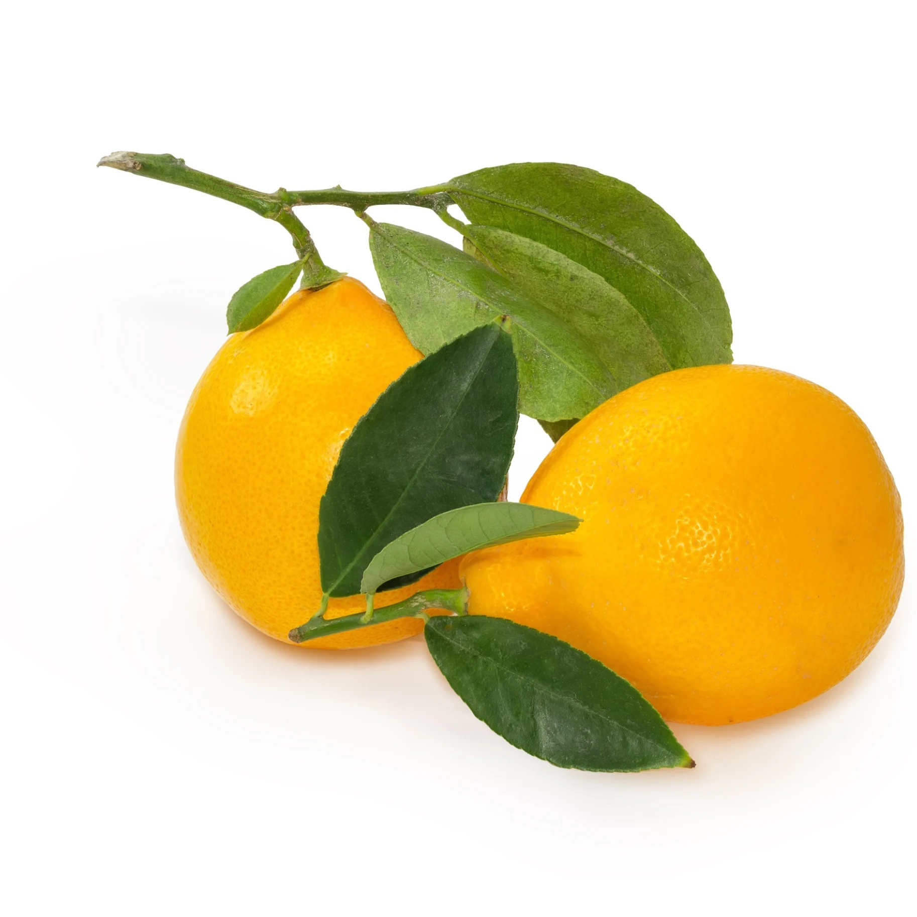 Artificial Lemons Faux Lemons Fruits in Yellow 3 Long x 2 Wide for Home Wedding Party Office Decor at best price