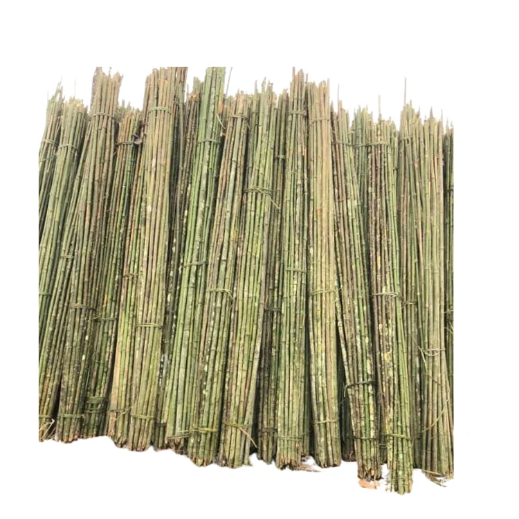 High Quality Viet FOA Cane Bamboo Pole for Plant Raw Materials Bamboo Sale Flower Hot Time Garden Support Feature Origin Cutting