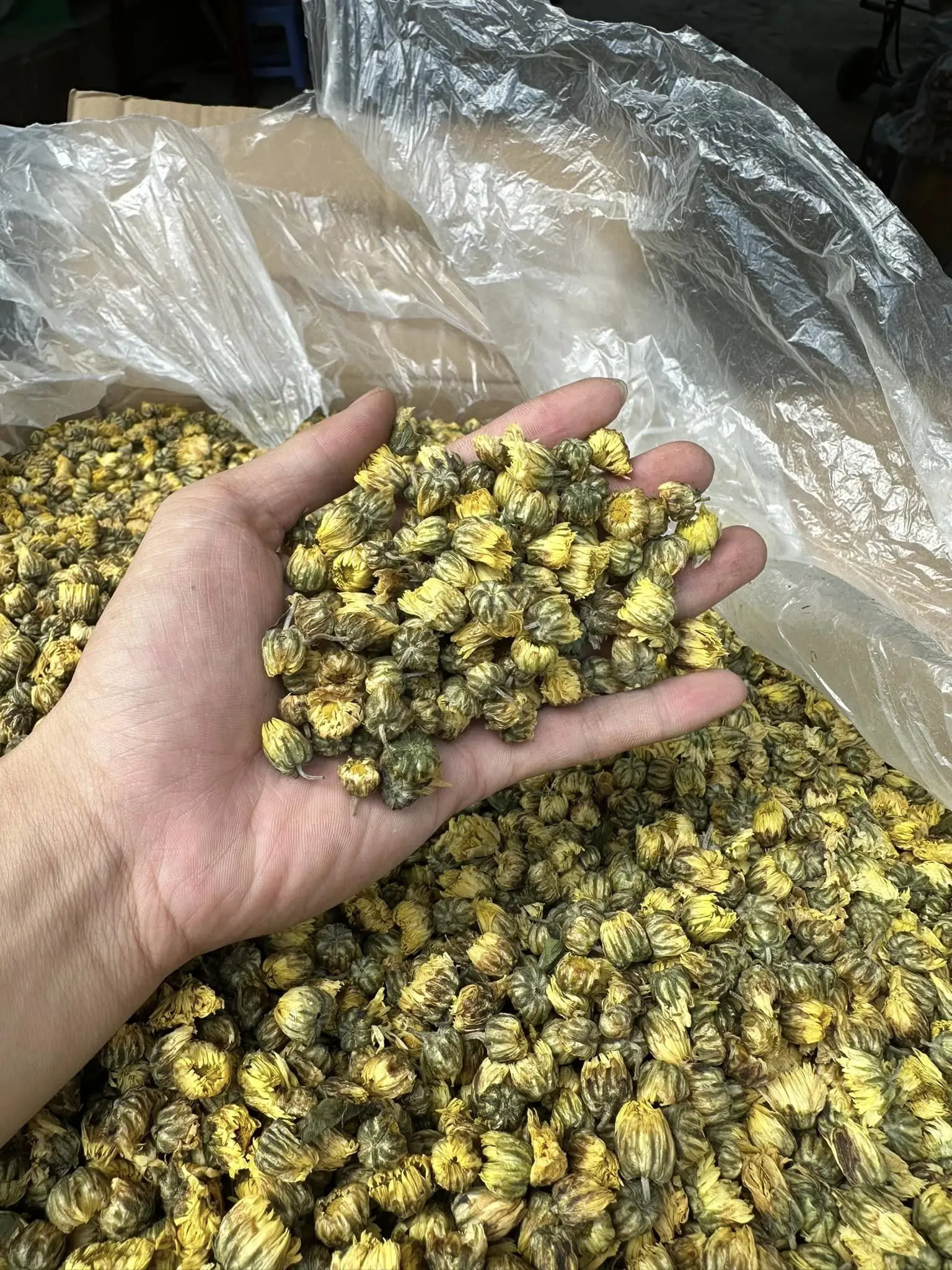 DRIED CHAMOMILE TEA/ wholesale Matricaria Chamomilla Flower- Good Price From Vietnam for export