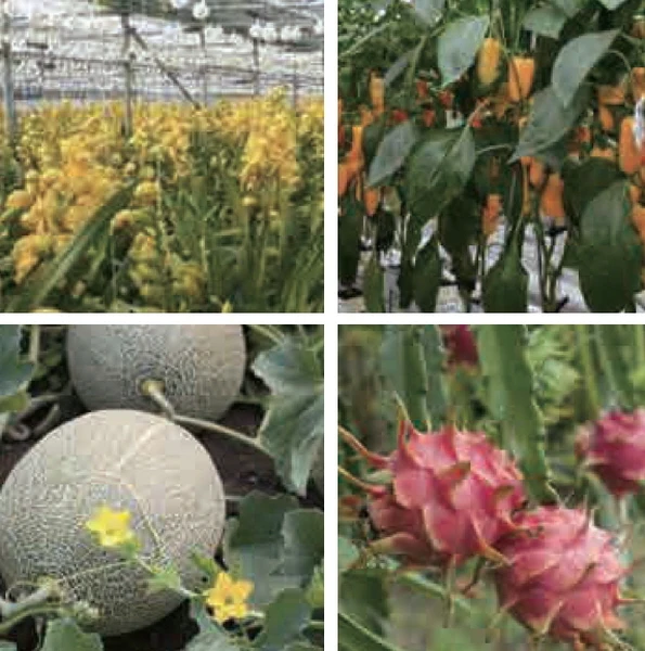 ABC booster, ABC coloring, ABC sugaring, ABC Silicic acid