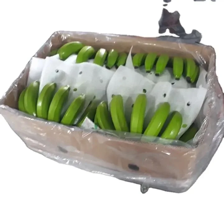 Best quality fresh green cavendish banana/ fresh banana prices from Vietnam / GREEN SKIN SWEET BANANAS