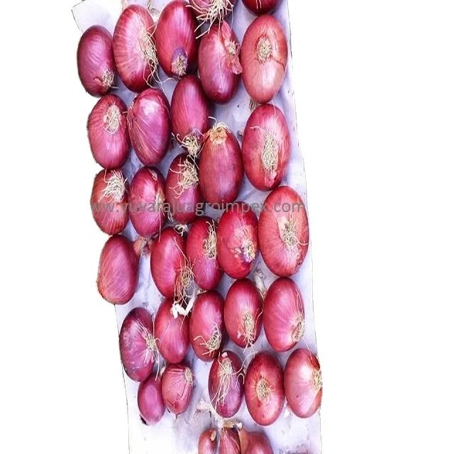 New seasonal arrival natural pink color big onion Exporters in India to Bahrain Sri Lanka Malaysia Mauritius