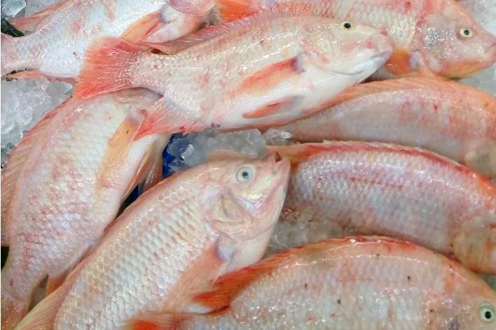 Wholesaler Frozen Fish Fresh Red Tilapia IQF Frozen Export In Bulk Customize Packing In Vacuum Bag For Sale