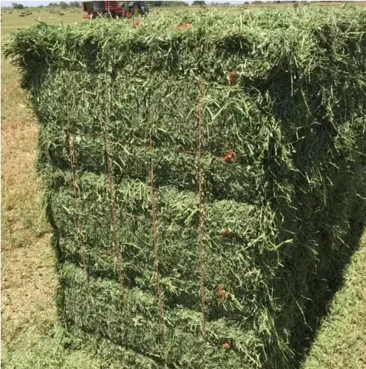 Premium Grade Alfalfa Hay for Animal Feeding Stuff Alfalfa / Alfalfa Hay farm price