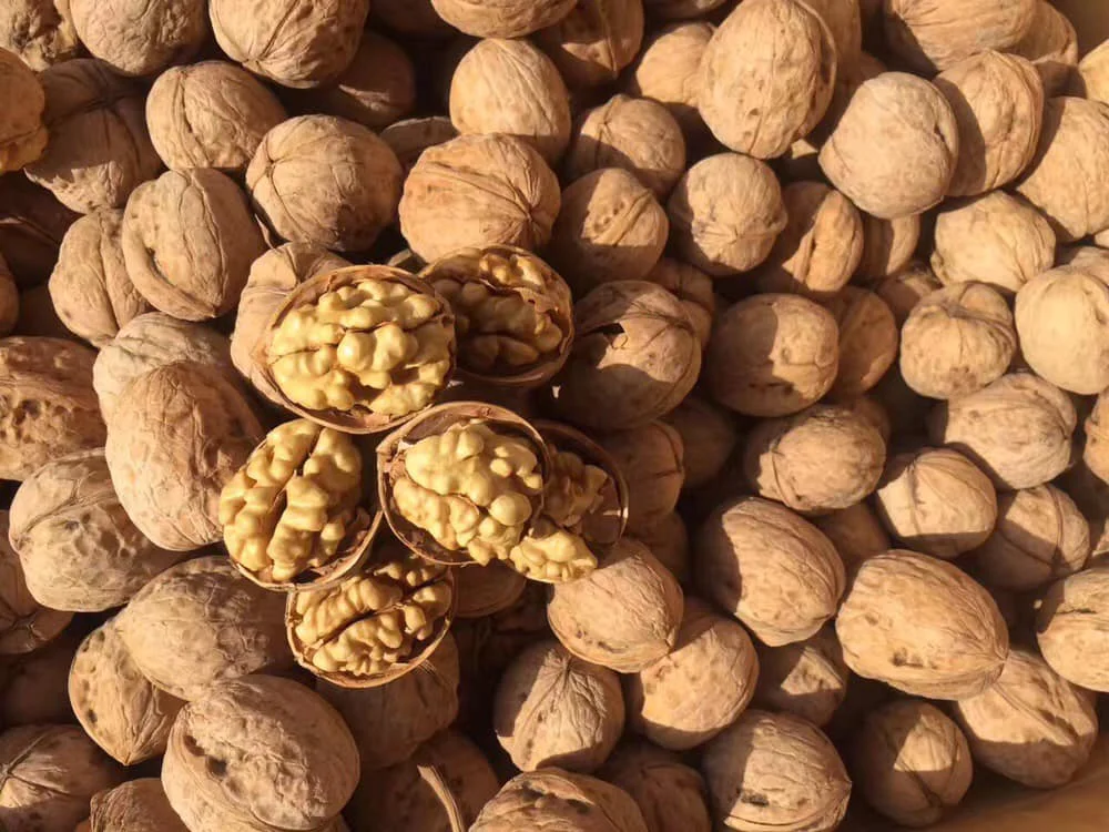 Walnut and Walnut Kernel