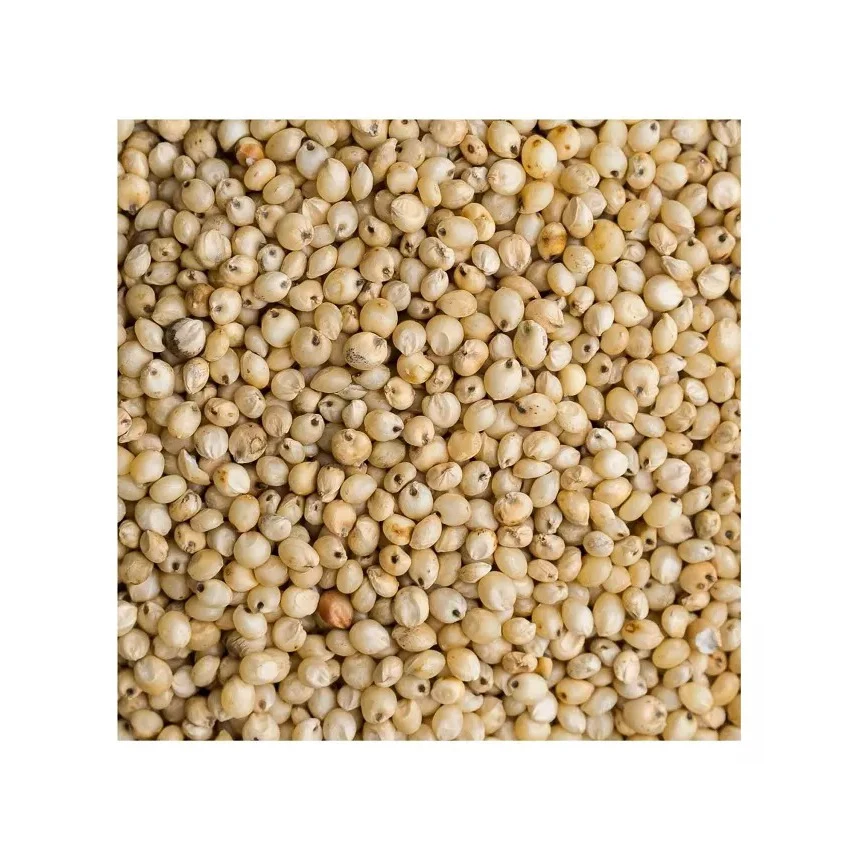 Good Quality Red White and Yellow Sorghum Seeds