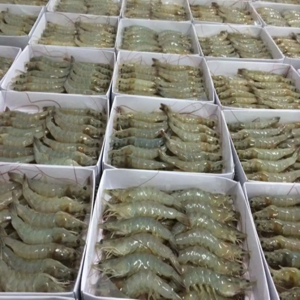 White Shrimp Professional Team Export Seafood Fresh Vaccum Bag Packaging Made In Vietnam Trading Frozen