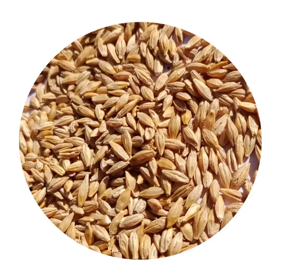 100% Organic Barley for Malt/ Barley Feed/ Malted Barley Animal Feed Barley Cheap Price
