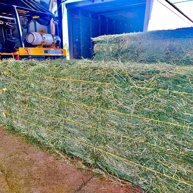 2024 New Stock Alfafa Hay Animal Feeding Stuff Alfalfa, hay/alfalfa hay pellets Timothy in Bales Best Super Top Quality