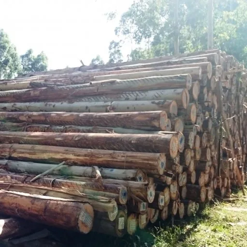 Beech Saw Logs, 40 cm Diameter