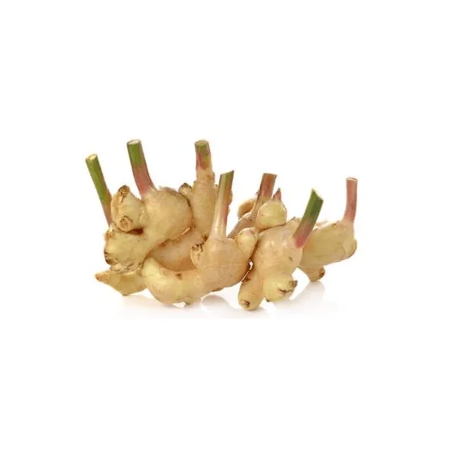 New Arrival Wholesale Price High Quality Natural Whole Fresh Ginger Vegetables from AFRICA Manufacturer