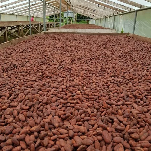Organic Raw Cacao Beans Export to EU USA UAE Etc High Quality Cacao Powder Making Chocolate at Cheap Price Cocoa Beans Top Dark