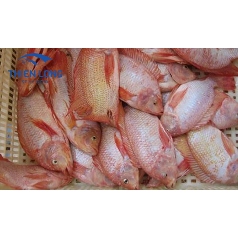 Wholesale High Quality Frozen Whole Red Tilapia With Weight 10kg ctn From Vietnam to make fish balls