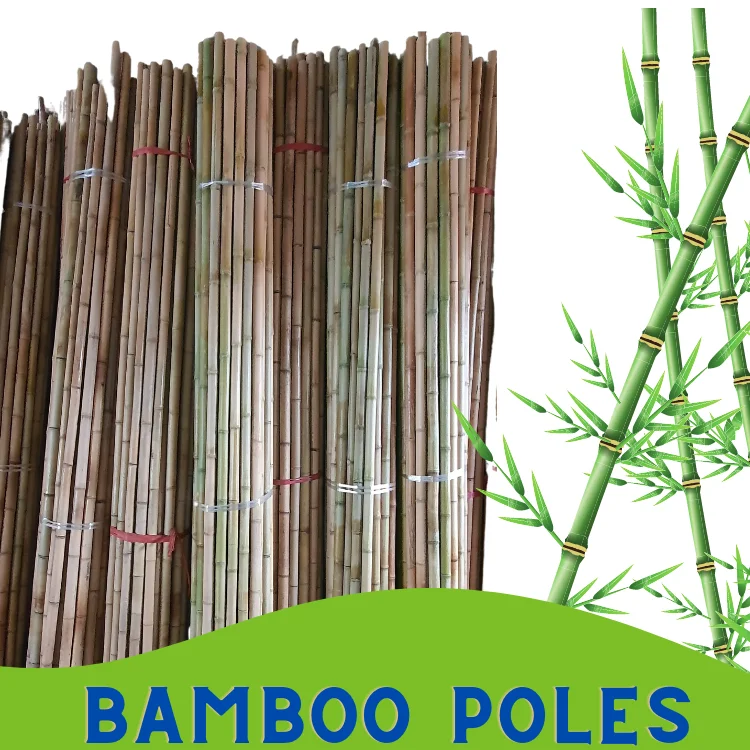 Cane Bamboo Pole for Plant Raw Viet FOA Materials Bamboo Sale Flower Hot Time Garden Support Feature Origin Cutting