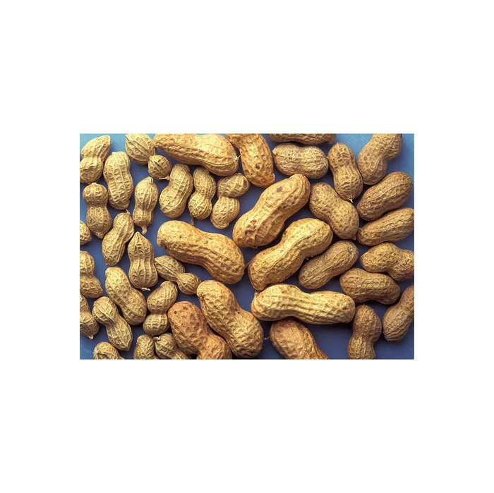 Hot Selling Price Of Dried Organic Red Skin Peanuts In Bulk Quantity