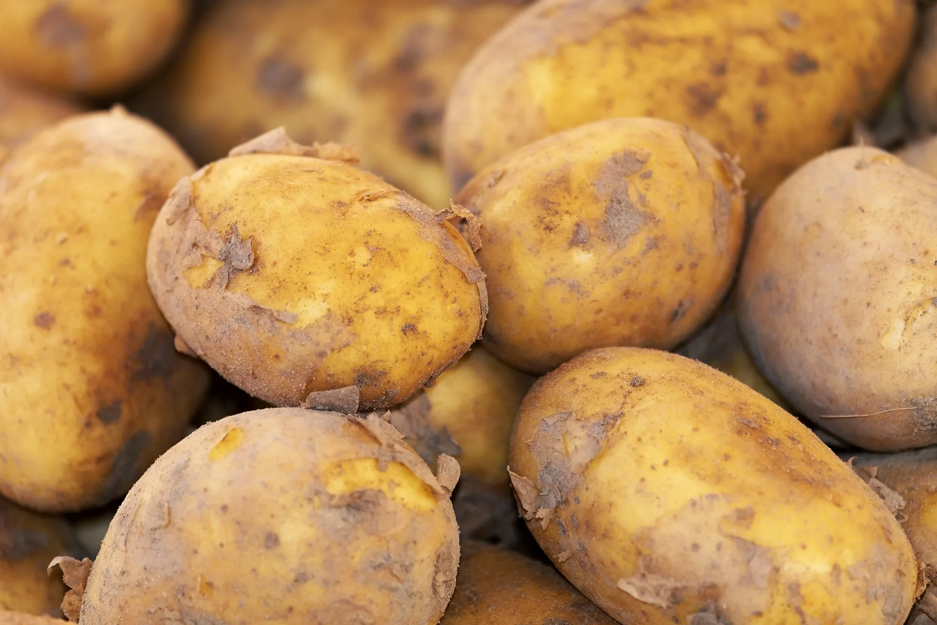 High Quality 100% Natural Product Cheap Price Professional Export Wholesale Fresh Potato from Bangladesh