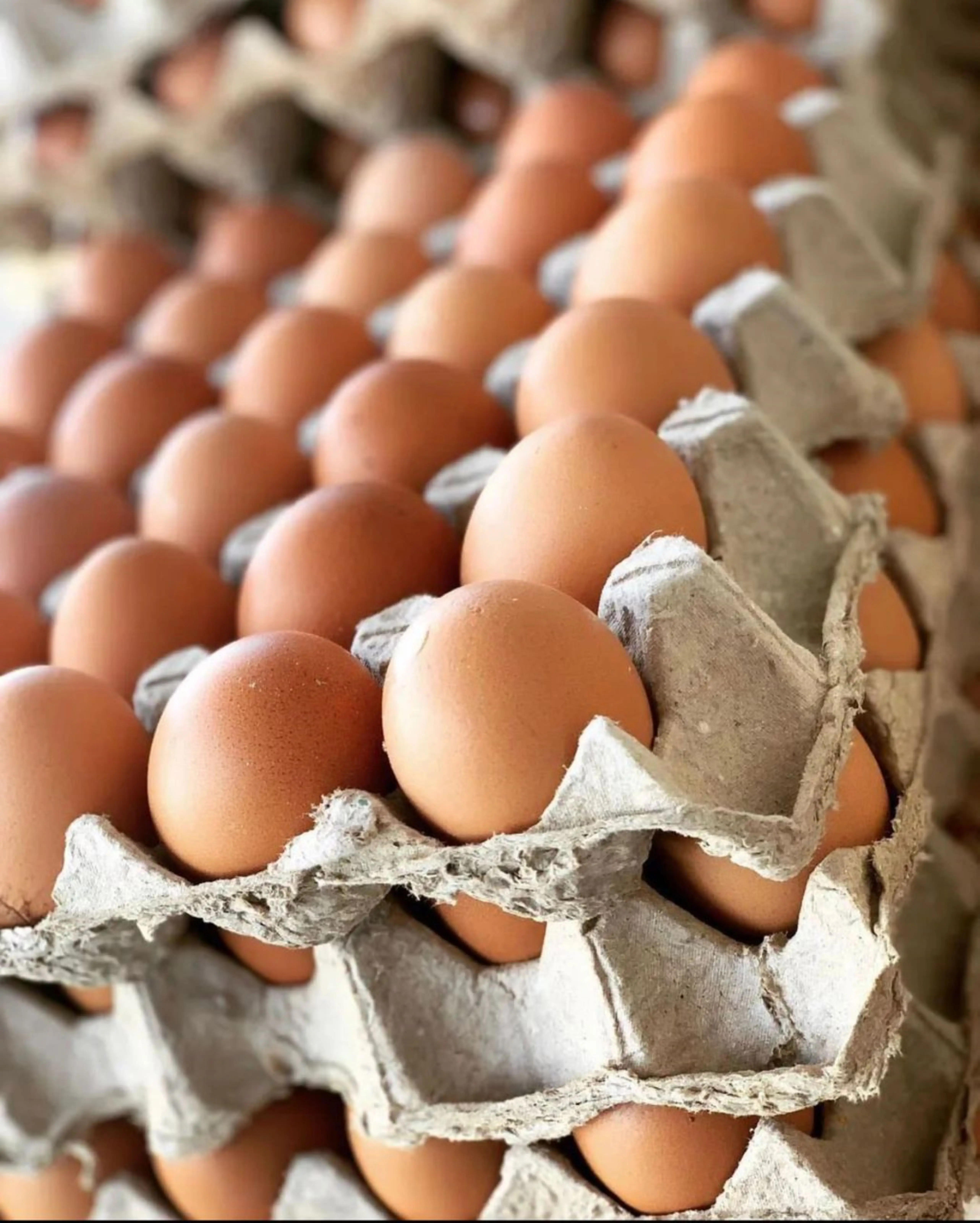 BEST BROWN TABLE EGGS FOR SALE