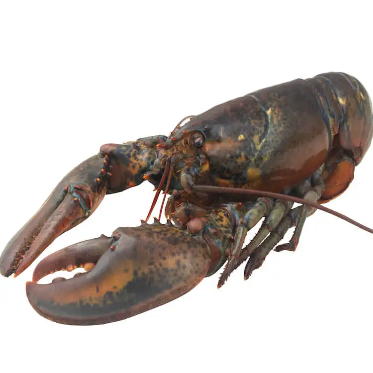 Live Lobster, Spiny Lobster, Frozen Lobsters Bulk Suppliers Box Packaging Natural with 24 Months Shelf Life 5 Cm Mexican Lobster