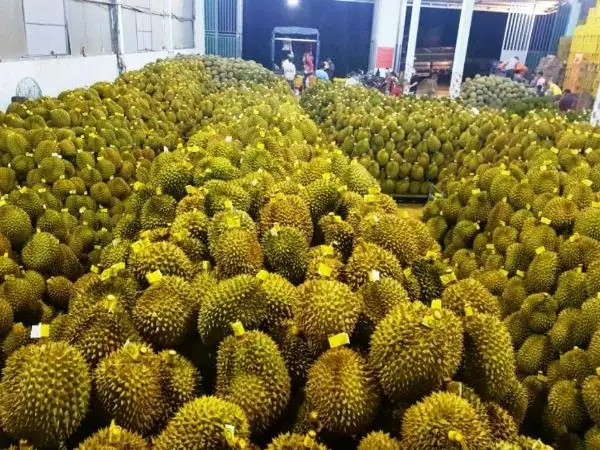 Fresh Monthong Durian from Vietnam with Bright Yellow and Good Taste | Best seller 2022 (Wholesale)