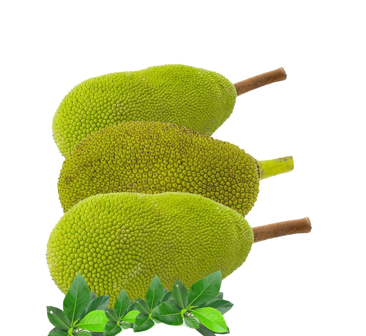 Summer Tropical Fruit Natural Sweet Taste Fresh Jackfruit 100% Organic Yellow Color Competitive Price