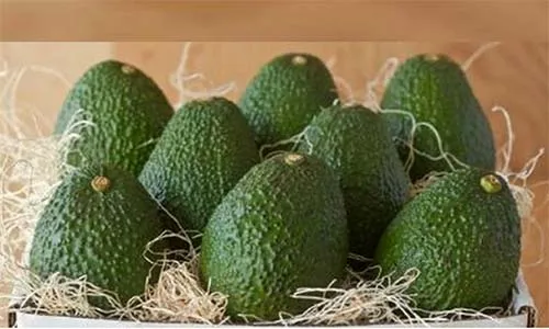 Fresh Avocados Factory Price Best quality Hass origin from Vietnam fresh green avocado fresh avocado vietnam ready for export
