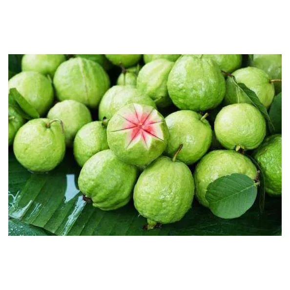 Fresh guava Fruit From Producers Of Vegetables High Quality Green Fresh Fruit guava Sweet Wholesale Price