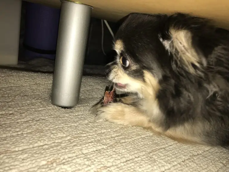 pet food ok Japanese Good Quality Import Dried bonito good for Japanese soup and Additive-free and good for