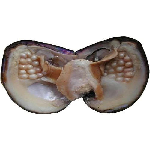 Oysters 05.jpg