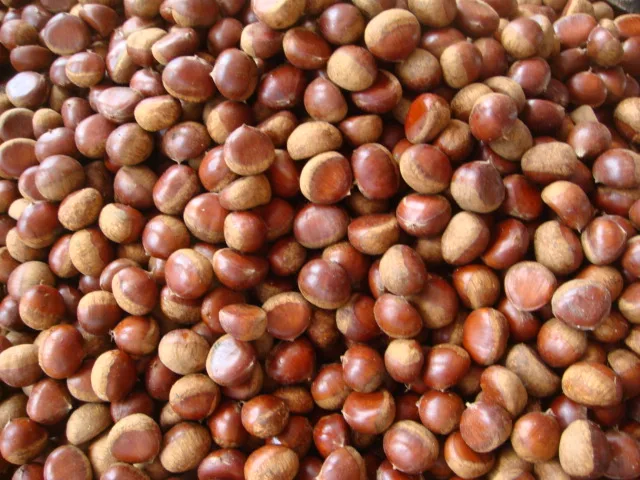 Заводской Прямой поставщик вкусных грудных орехов свежие сырые