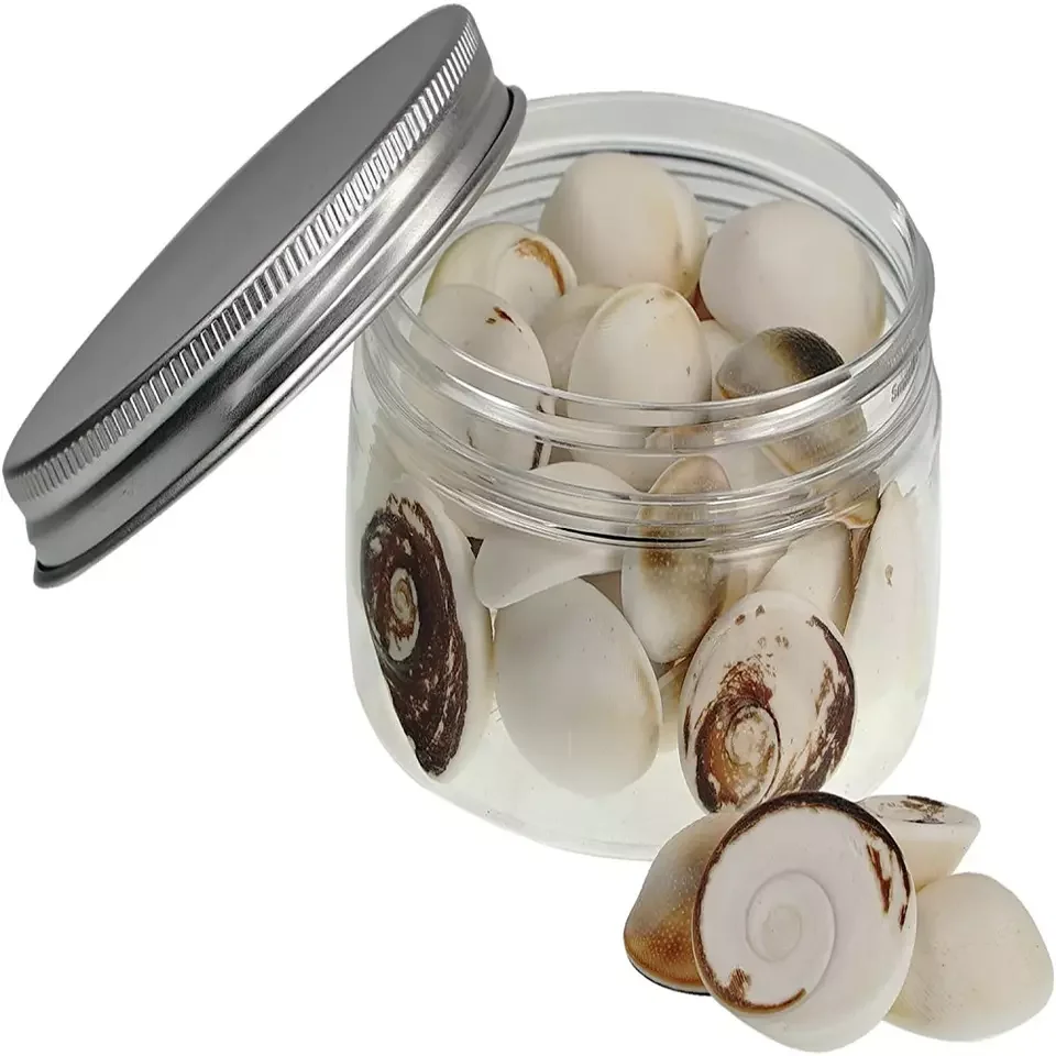 Murex Operculum Seashell / Operculum Shells / Gastropods for sale