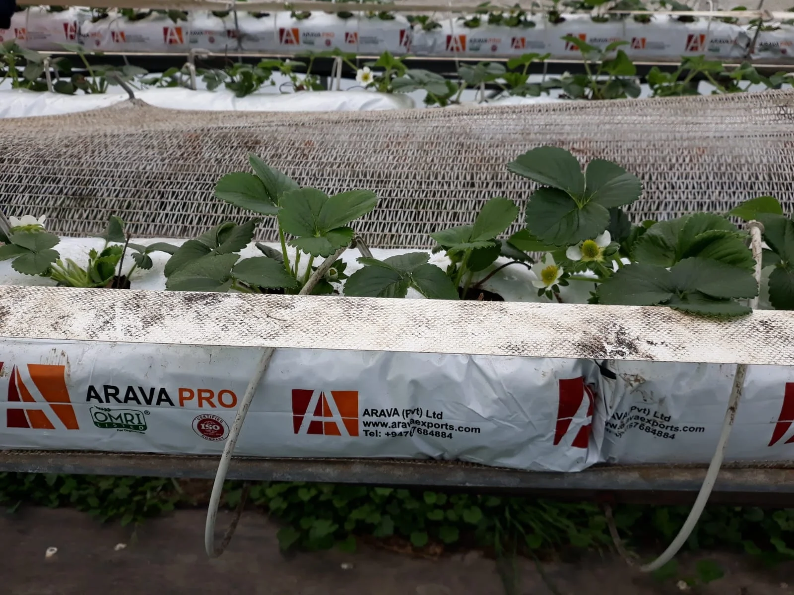 Strawberry Grow Bags  UV Treated