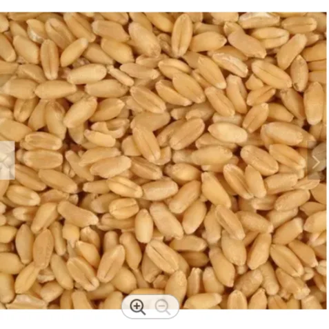 Wheat High Quality Natural Whole Wheat Grain Dried Style Wheat for sale