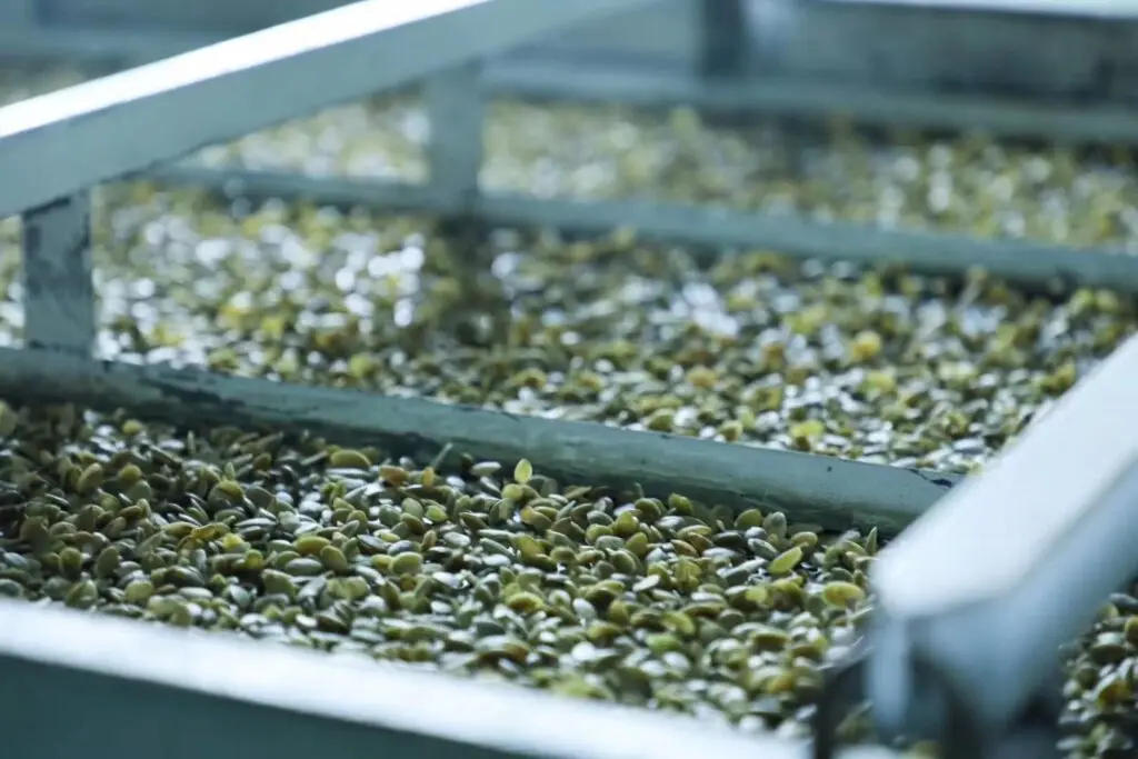 White Pumpkin Seeds Factory Supply Raw Processing shelled pumpkin seeds and pumpkin seeds roasted