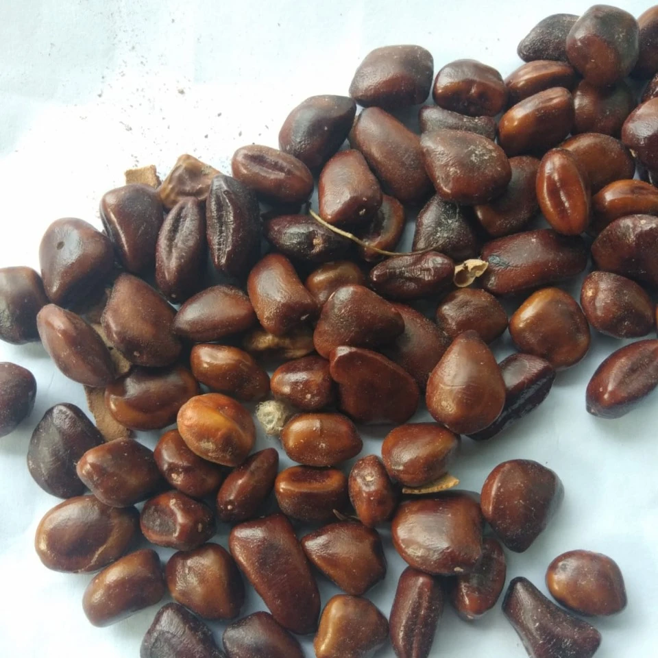 Семена тамаринда